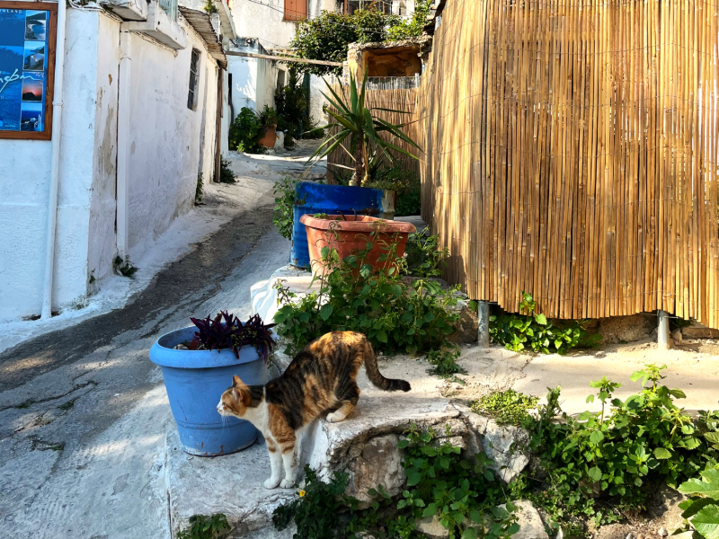 On the prowl: the cats of Athens tour